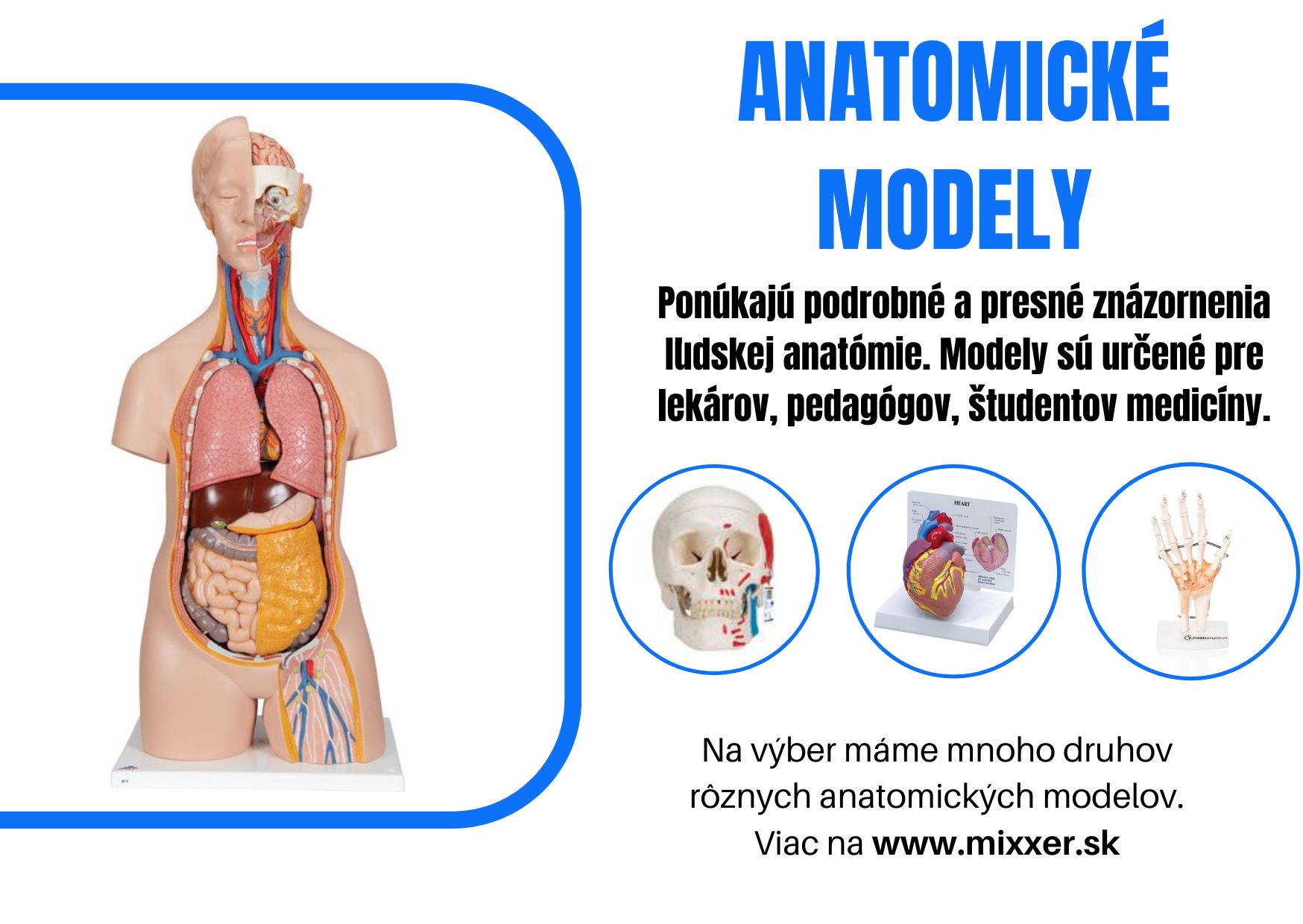 anatomicke-modely-99.jpg